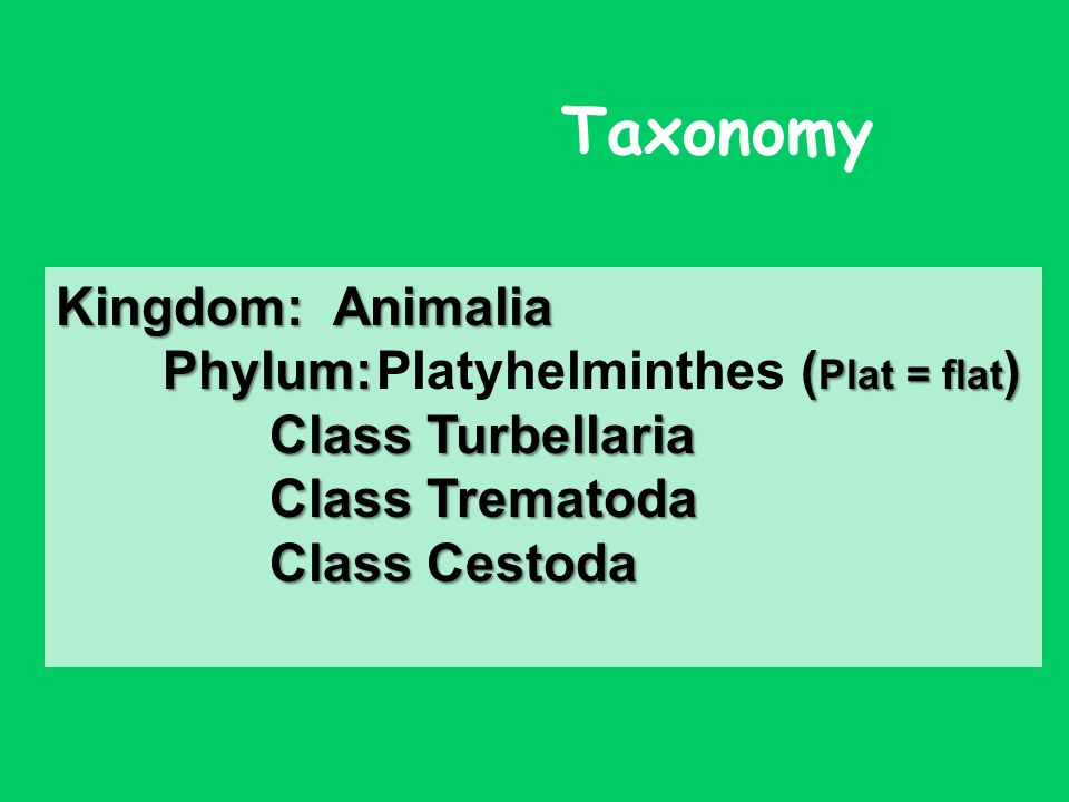 Taxonómia phylum platyhelminthes - Állatrendszertan – Wikipédia, Taxonómia fergek